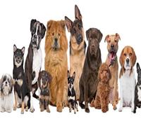 دراسة: الكلاب تبلغ منتصف أعمارها بيولوجيا في عامها الثاني
