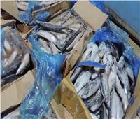 «الزراعة»: ضبط أكثر من 99 طن سمك ماكريل فاسد بالجيزة