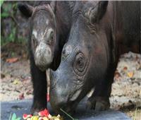 وفاة «إيمان» آخر وحيد قرن في ماليزيا