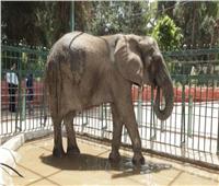 فيديو|  بعد وفاة الفيلة «نعيمة» تعرف على الوافدين الجدد بحديقة الحيوان