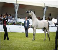 انطلاق فعاليات بطولة "الجواد" لجمال الخيول العربية