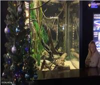 لأول مرة.. «دبابيس» ثعبان البحر لإضاءة «شجر الكريسماس»| فيديو