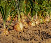 «الزراعة» تكشف حقيقة تراجع صادرات محصول البصل المصري