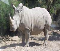 تراجع صيد وحيد القرن بناميبيا هذا العام بعد زيادة كبيرة العام الماضي