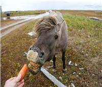 حصاد 2019| سبوتنيك الروسية ترصد أفضل صورها خلال العام للـ«حيوانات»