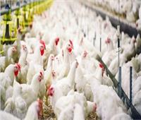 «الزراعة»: تحصين 20 مليون طائر ضد «أنفلونزا الطيور»