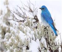 أفضل 20 صورة للطيور في الشتاء من جميع أنحاء العالم