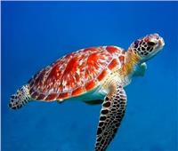 العلماء يستخدمون «السلاحف البحرية» لقياس درجة حرارة المحيطات
