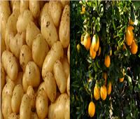 «البطاطس» و«الموالح» تتفوق.. ٥.٥ مليون طن إجمالي الصادرات الزراعية المصرية في ٢٠١٩