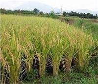 «الوزراء» ينفي «حظر زراعة الأرز» بشكل نهائي