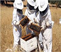 لمواجهة الطقس البارد|«الزراعة» توجه 10 توصيات لمربي النحل 