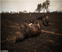 صور| حرائق استراليا تهدد بكارثة بيولوجية 