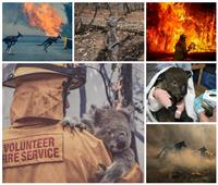 صور| تهدد أكثر من 100 مليار حيوان.. كوارث بيئية في انتظار العالم بسبب حرائق استراليا