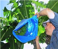 لمزراعي الموز.. 10 نصائح لحماية السوباطات من الطقس البارد والصقيع