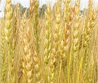 حقيقة إصابة محصول القمح المصري بفطر «الصدأ الأصفر»