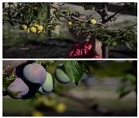 خوفا من تغيرات المناخ.. أمريكي يزرع شجرة تنتج 40 نوعا من الفاكهة