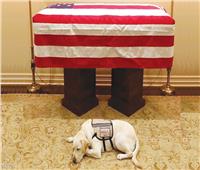 حكايات| كلاب لا ينساها البيت الأبيض.. أحدها أنقذ رئيساً أمريكياً من الموت