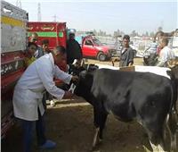«الزراعة» تواصل تنفيذ برنامج تحصين الماشية بالمحافظات ضد الأمراض الوبائية