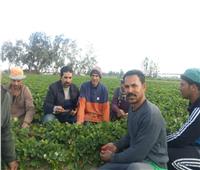 «الزراعة»: لجان للمرور على زراعات الفراولة وتقديم التوعية للمزارعين