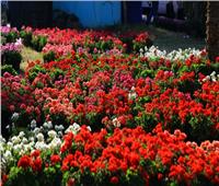 «الزراعة» تقرر إقامة معرض زهور الربيع في دورته الـ 87 بحديقة الأورمان
