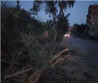 مصرع عامل وإصابة آخرين وإتلاف بضائع بسبب سقوط شجرة في قنا