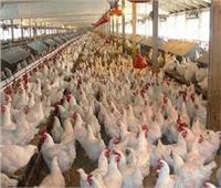 غلق ١٢ مزرعة دواجن بالشرقية لبيعها الطيور دون التأكد من سلامتها 