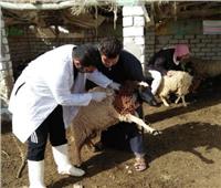 «الزراعة»: تحصين 586 ألف رأس ماشية ضد الجلد العقدي وجدري الأغنام خلال 10 أيام 