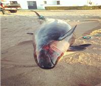 قطاع المحميات: الحوت القاتل الكاذب «مسالم» وذكي