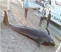«علوم البحار» تكشف مصير «الحوت النافق» بالغردقة