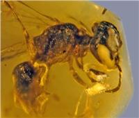 99 مليون عام... العثور على أقدم نحلة في التاريخ
