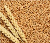 وزير التموين: مصر تمتلك مخزونا استراتيجيا من القمح يكفي لنحو 4.7 أشهر