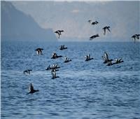 صور| استعدادات بالمحميات الطبيعية مع بدء عودة الطيور المهاجرة لموطنها