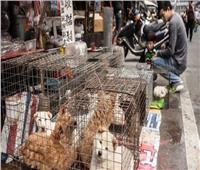 بسبب كورونا.. الصين تمنع الاتجار في الحيوانات 