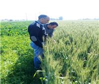 لجان من وزارة الزراعة لمتابعة زراعات القمح بمحافظة البحيرة