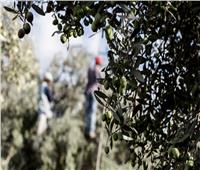لأشجار الزيتون.. استهداف «مطرد» من قبل الاحتلال في بيت لحم