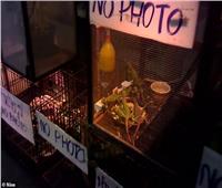فيديو| كاميرا سرية تكشف «أوكار» بيع حيوانات ممنوع أكلها