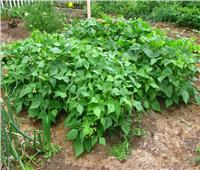 «الزراعة»: 9 فوائد لمياه الأمطار.. أبرزها تنمية المراعي ومكافحة أمراض النبات