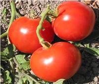 4 نصائح لـ«مزارعي الطماطم» خلال مارس.. تعرف عليها