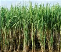 الحكومة تنفي توقف زراعة قصب السكر بمحافظتي الأقصر وأسوان