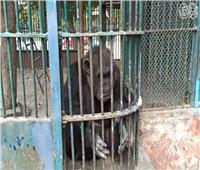 فيديو| «القرد كوكو» يتبع إجراءات الوقاية من «كورونا» بحديقة الحيوان
