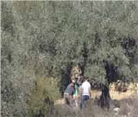نهج مستمر.. مستوطنون إسرائيليون يواصلون قطع أشجار الزيتون في بيت لحم‎