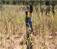 «الأغذية العالمي»: خطر المجاعة يتزايد في زيمبابوي
