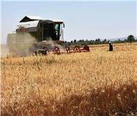 صوامع القمح في أسوان بدأت استلام محصول 2020