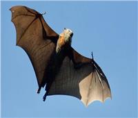 عميد كلية الطب البيطري: لا خوف من الخفافيش إلا في هذه الحالات