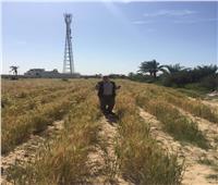 موسم حصاد القمح والشعير في سيناء مايو القادم