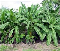 تباين الآراء حول قرار حظر زراعة الموز في الأراضي الصحراوية
