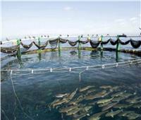 تنمية سيناء| أحواض الاستزراع السمكي بشرق بورسعيد الأضخم في تاريخ مصر
