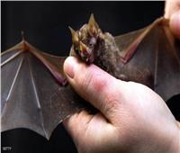 واشنطن توقف تمويل "أبحاث الخفافيش".. وتحذير من الوباء التالي
