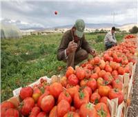 «العطار»: الصادرات الزراعية المصرية تجاوزت 2.5 مليون طن وحتى الآن