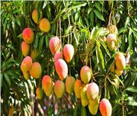 الزراعة تصدر توصيات لمزارع المانجو خلال مايو